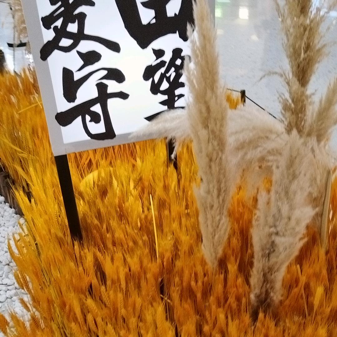 栀夏暖阳