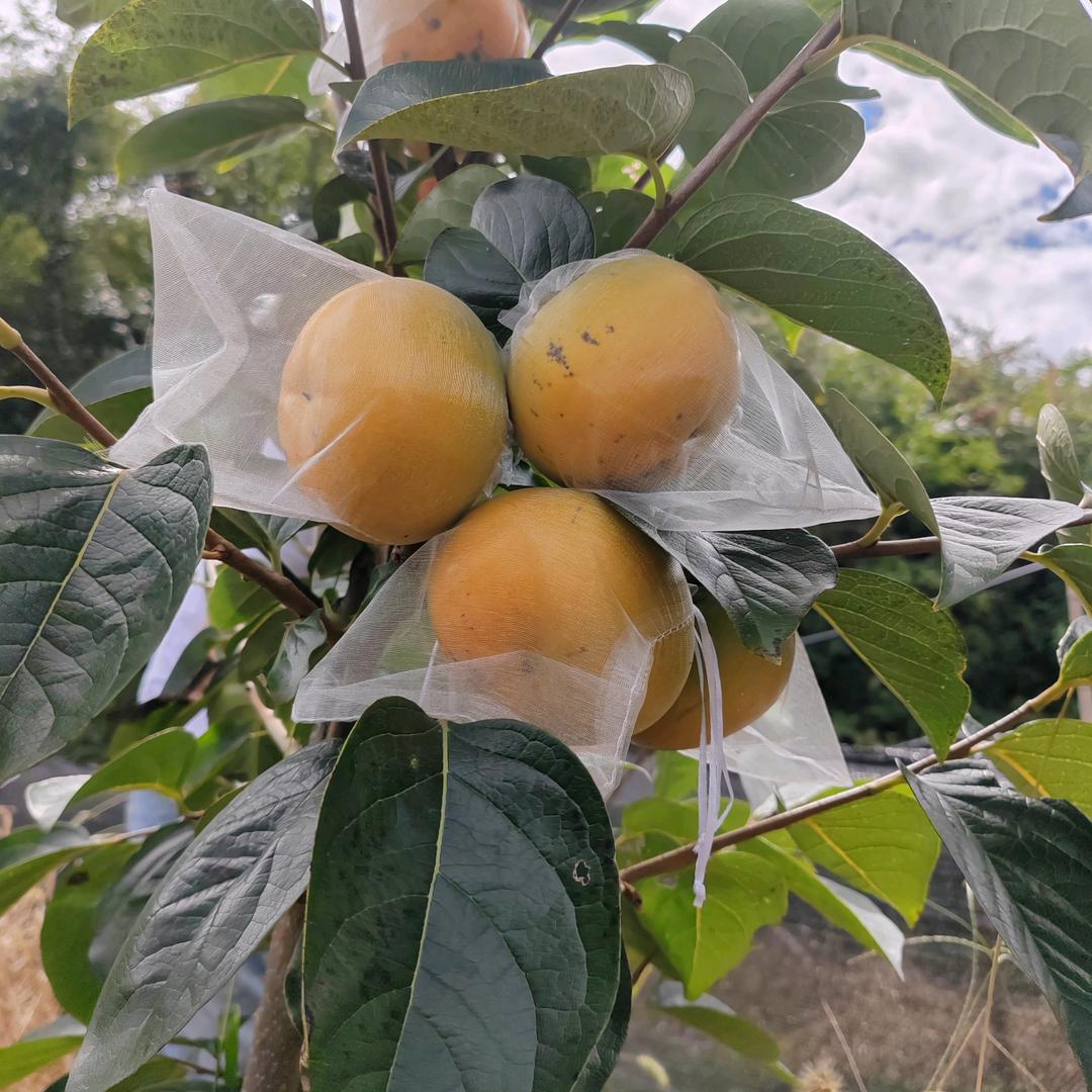 修文脆柿种植园