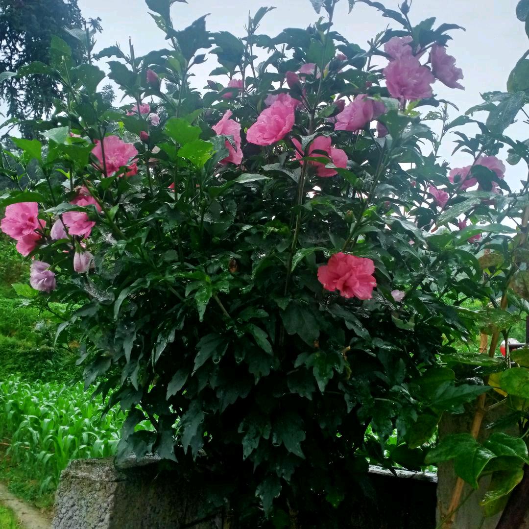 竹流水二妹