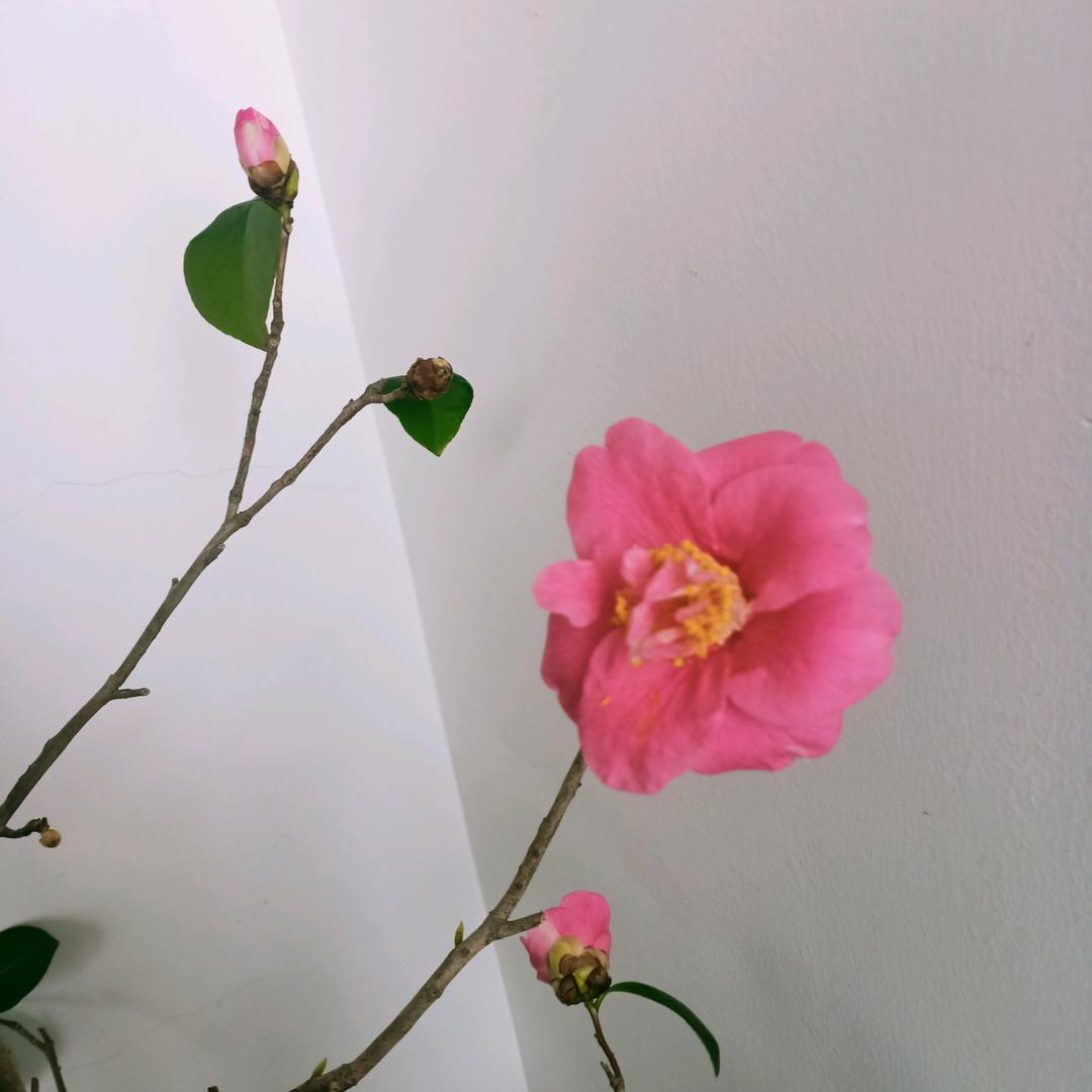 艾香颜