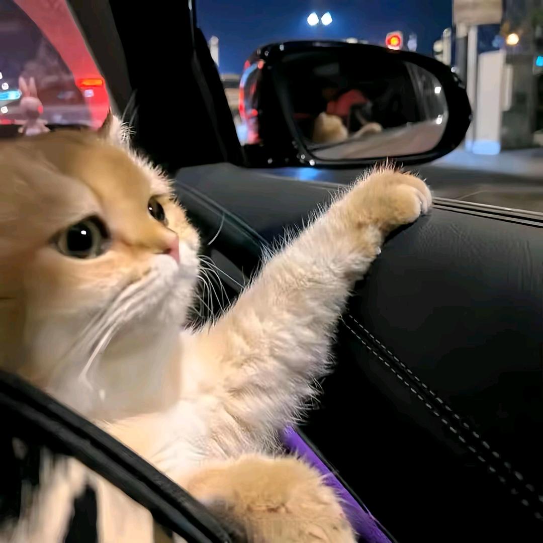 🐾无敌肉肉