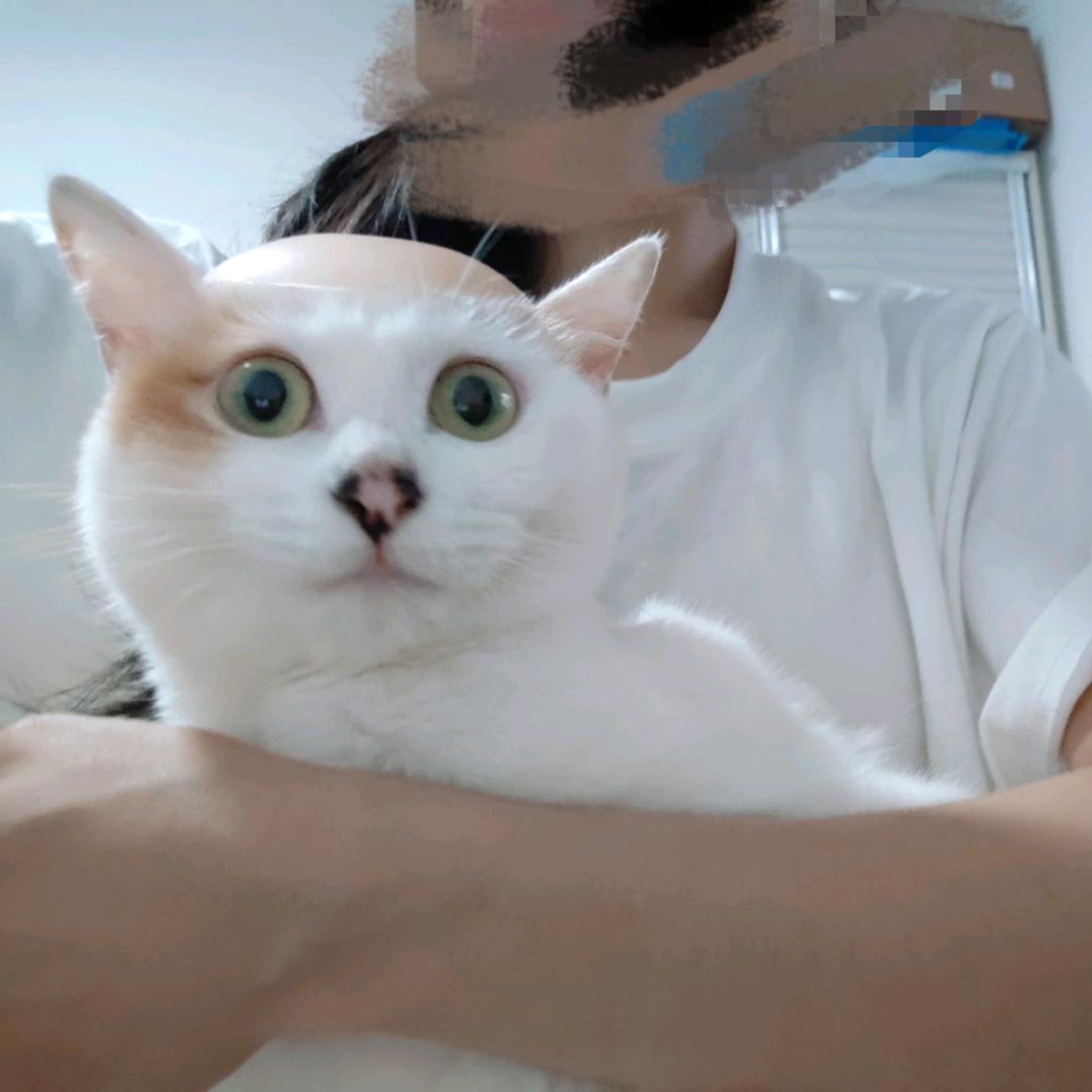 重生之崽宝的幸福生活