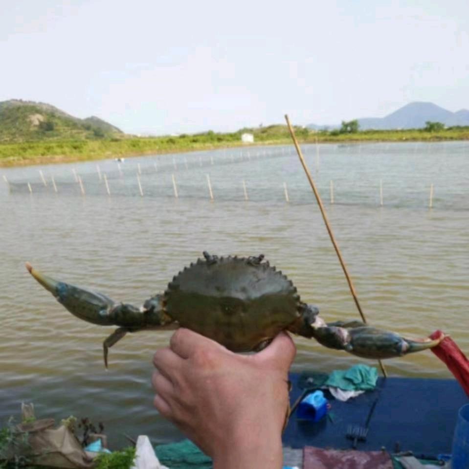灰歌