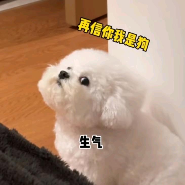 辉辉cc