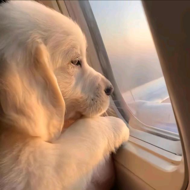 巷子里的布丁狗