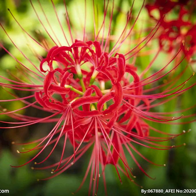 遗憾也是一种美丽