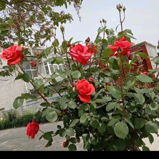 手机用户86675522333徐