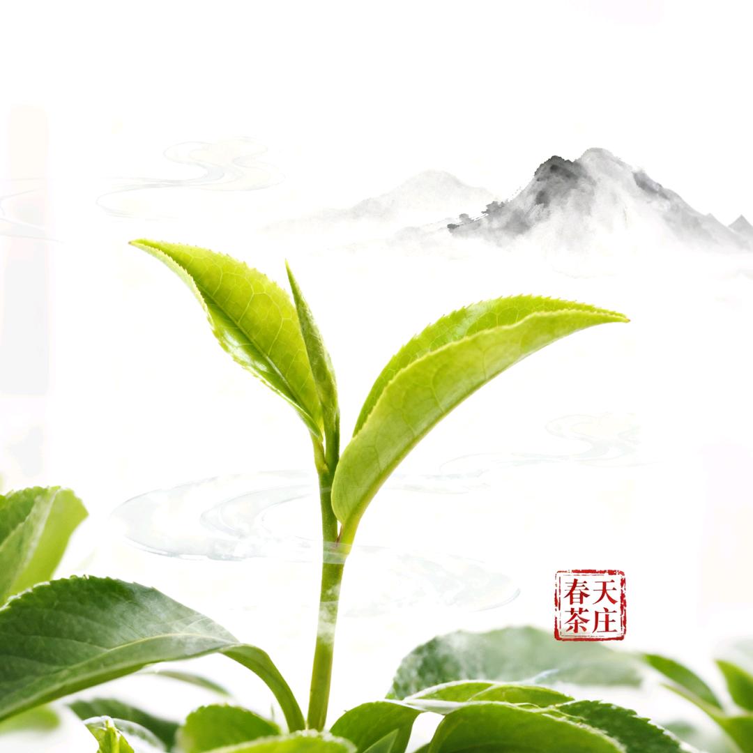 春天茶庄