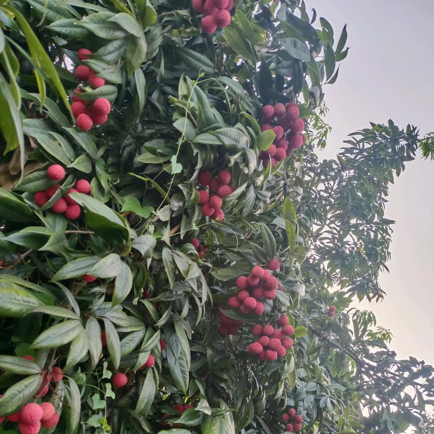 🍅🍅柿柿顺利