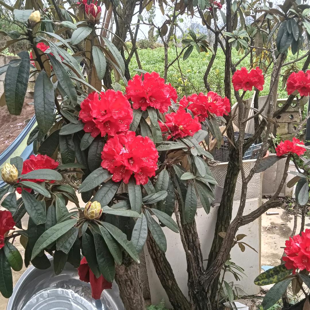 l小鸟，药师