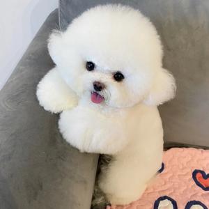 于家精品比熊博美
