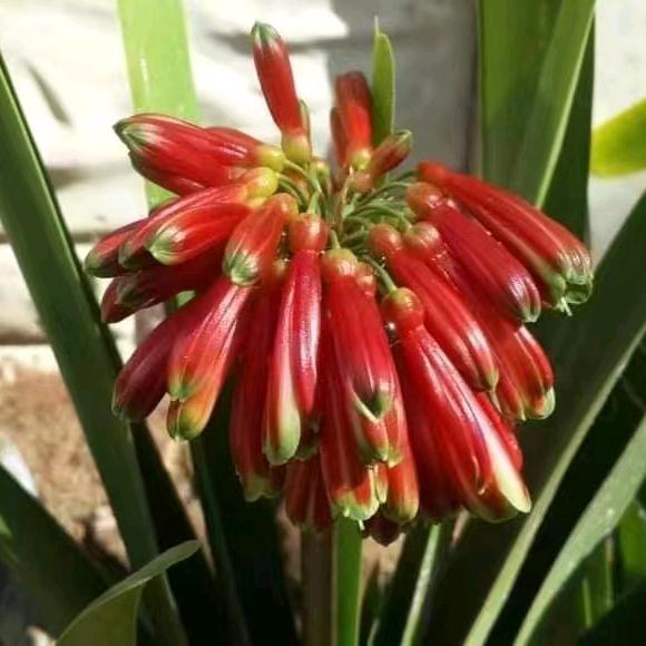 小秃头异花君子兰