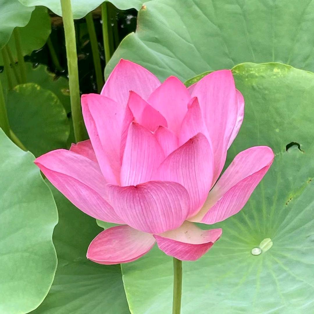 北飘