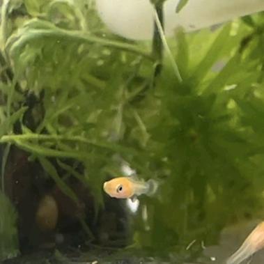 山林间的微风细雨