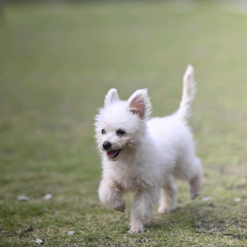 魏一不是卫衣🐶