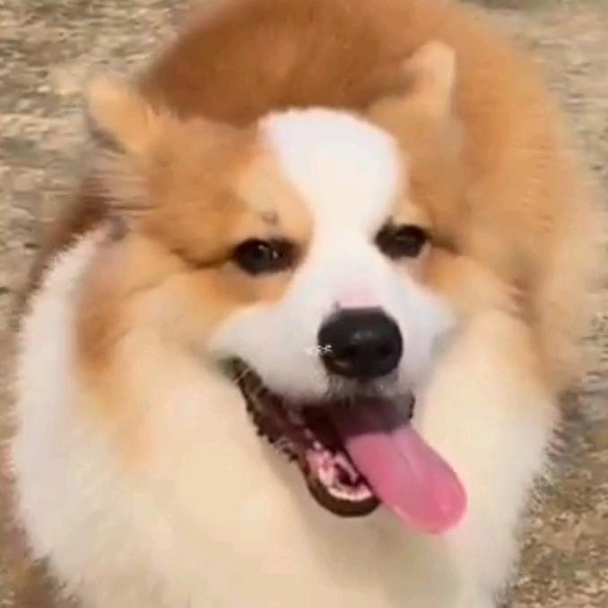 拉仔养狗日记