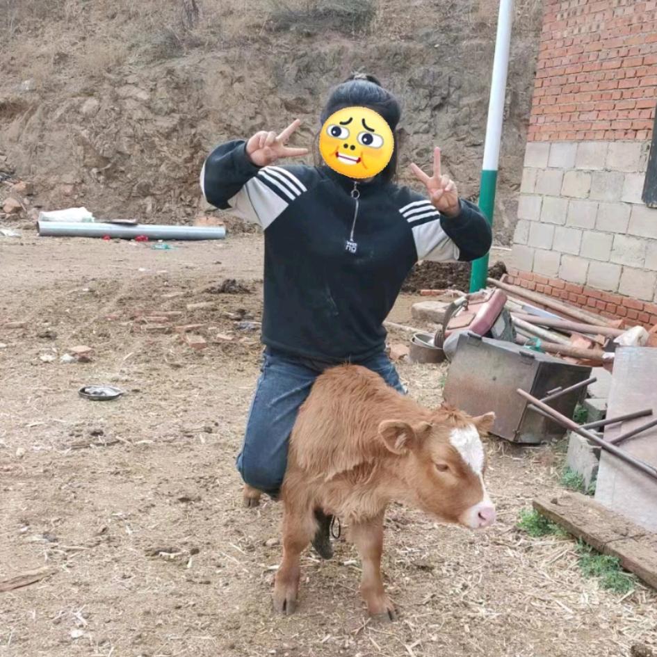 牛妹儿.