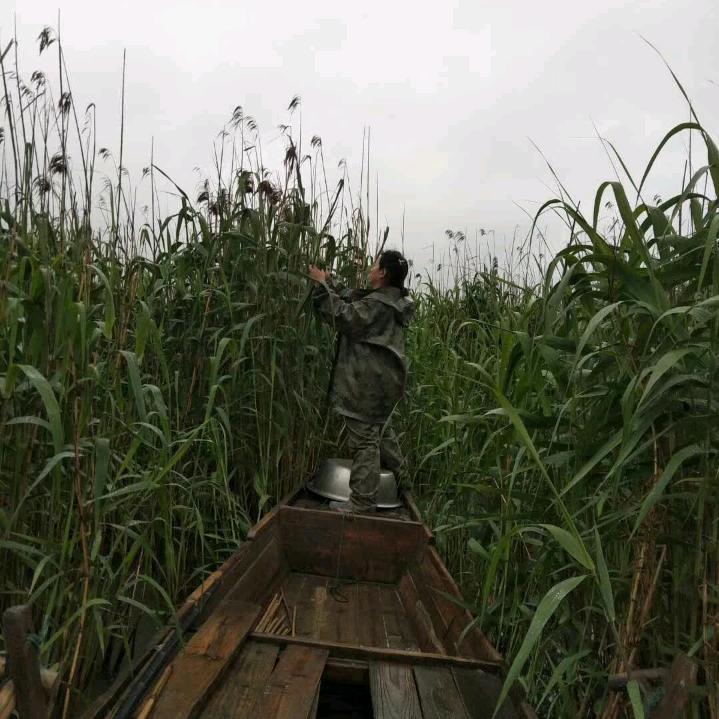 太阳花
