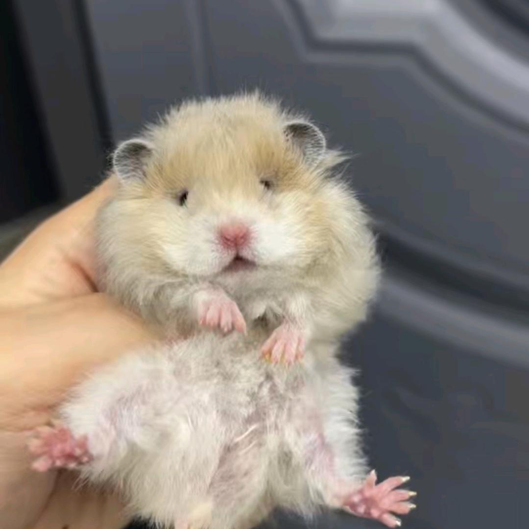 uuの小熊（出熊）