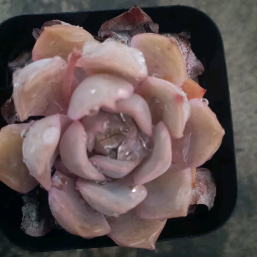 淡然
