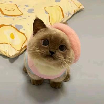 不想上学的皇帝