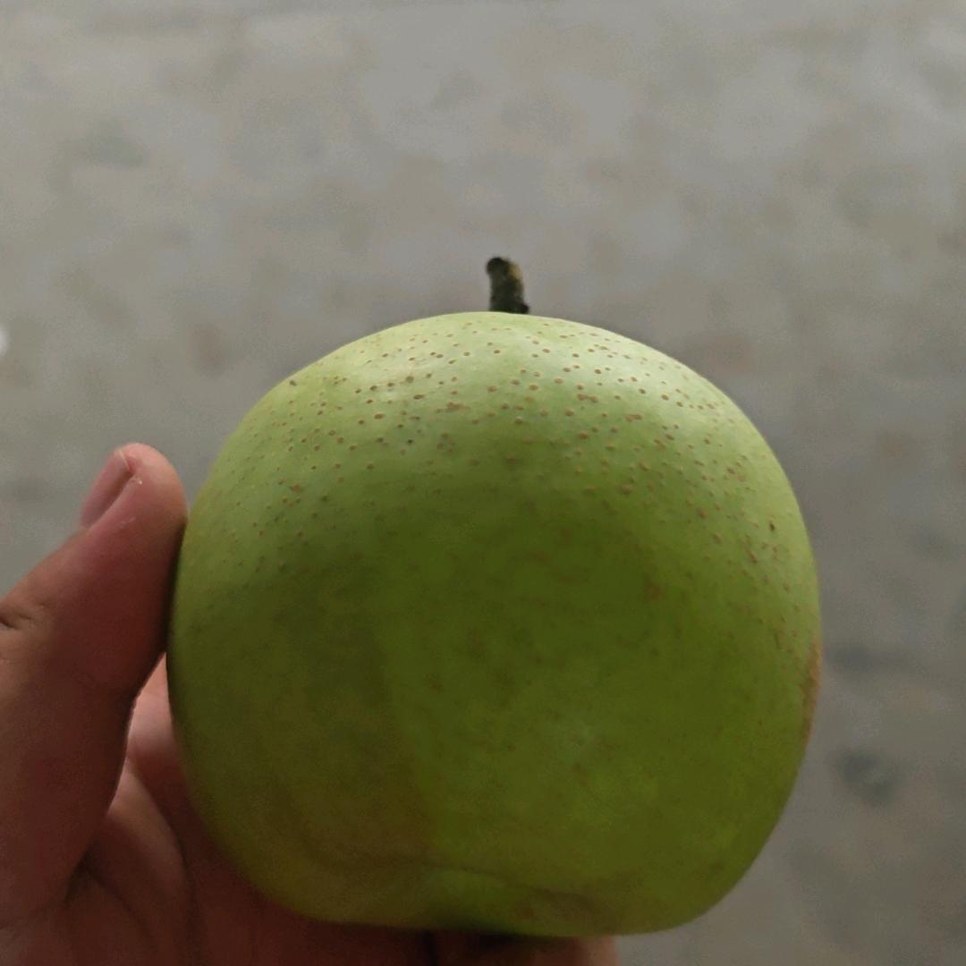 砀山梨