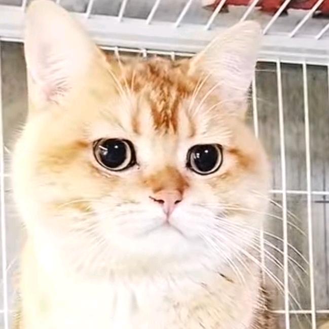🍒 招财猫