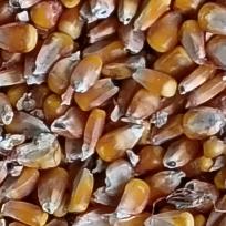 临汾  红星收粮   粮食贸易