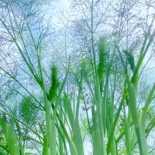 清风箫影