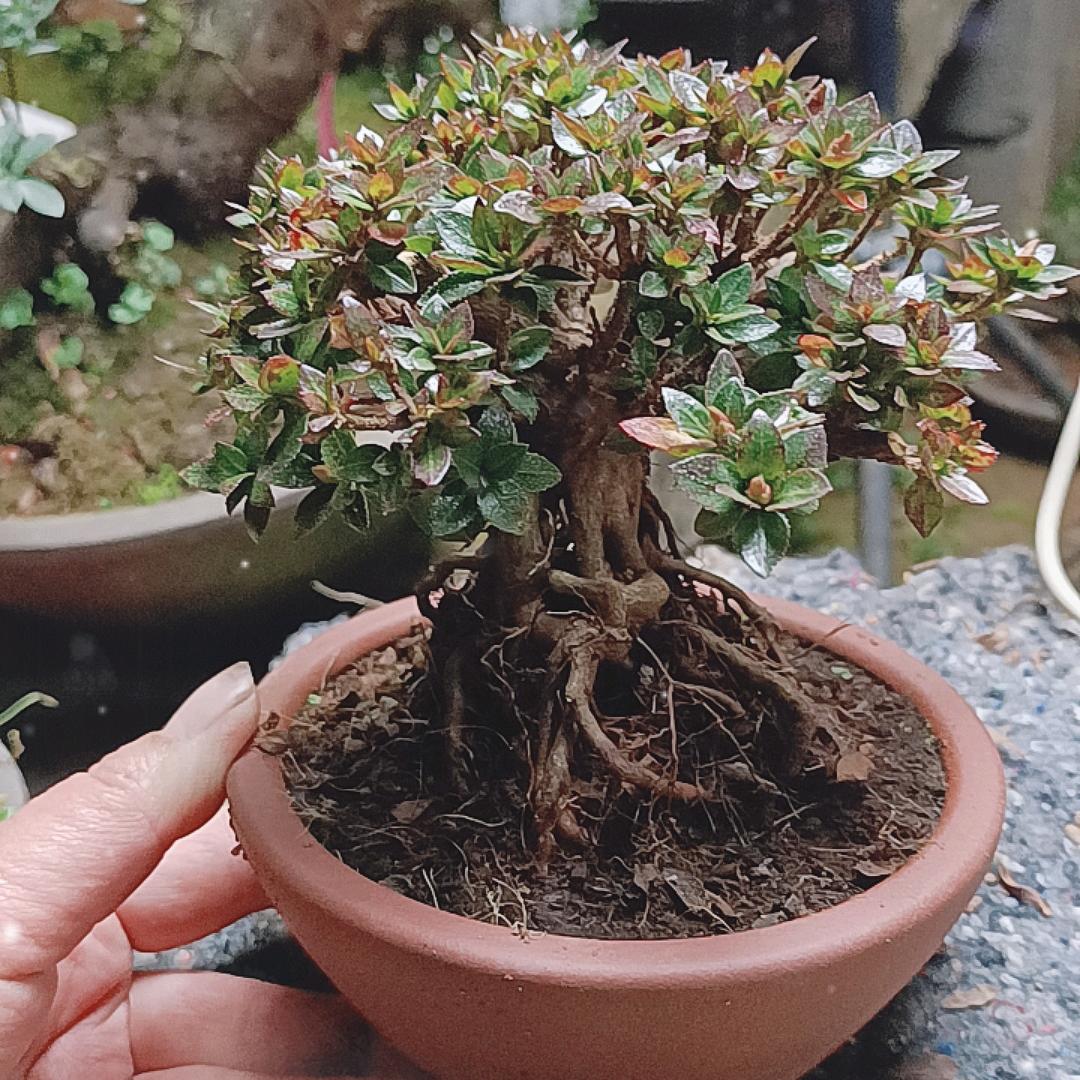 宜丰县勇军盆景生活坊