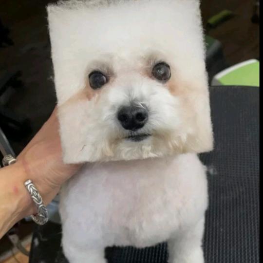 商丘康康