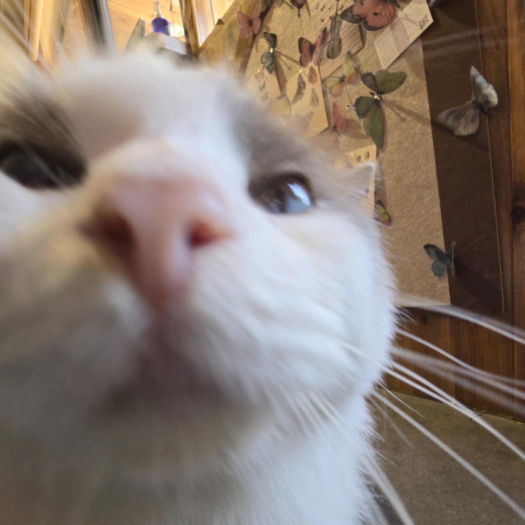 爱穿秋裤的猫猫