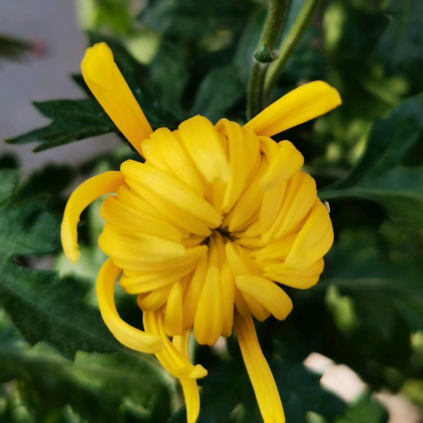 寒屋幽兰独赏菊_