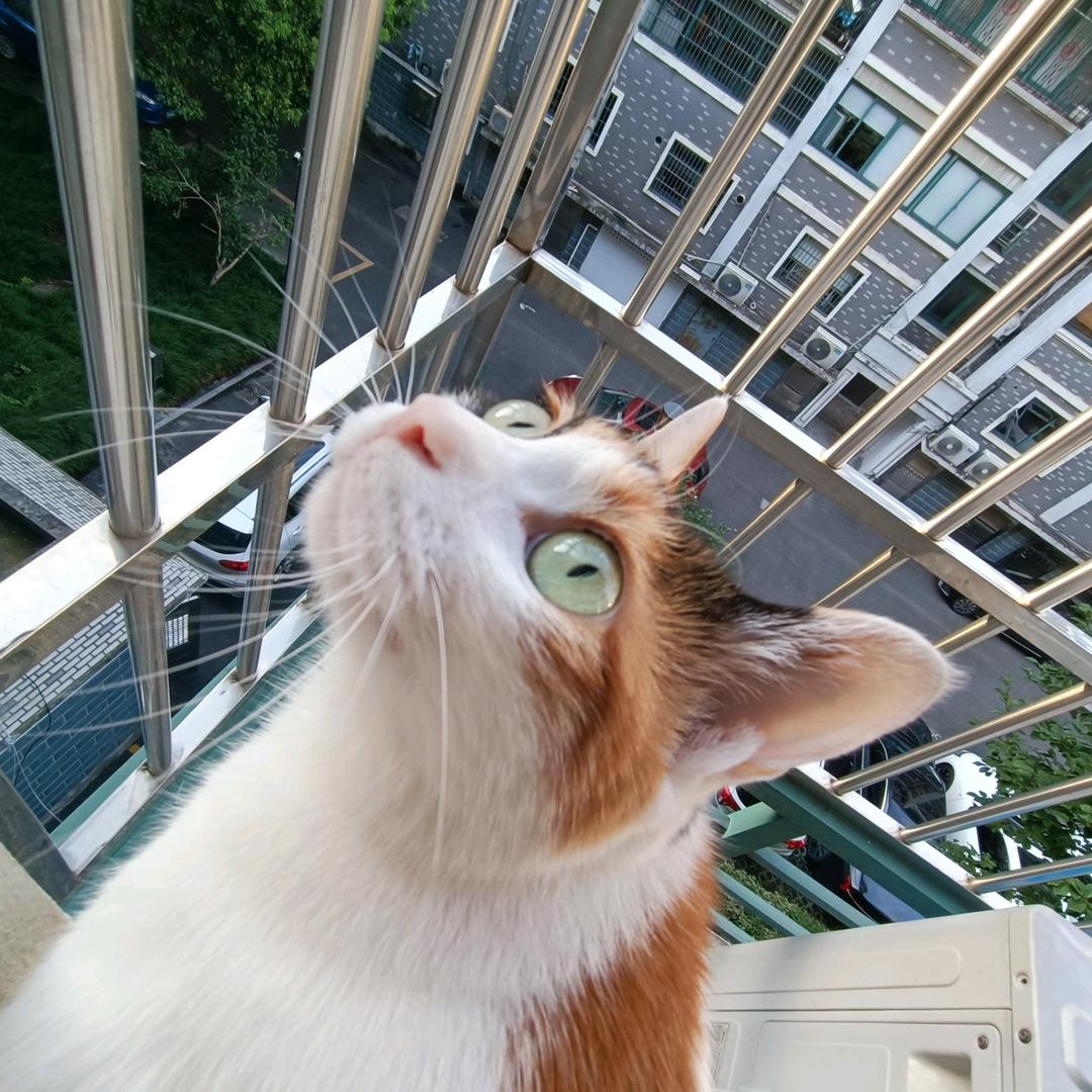 喵喵峡谷喵喵侠