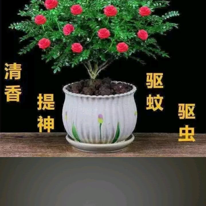 简单就好