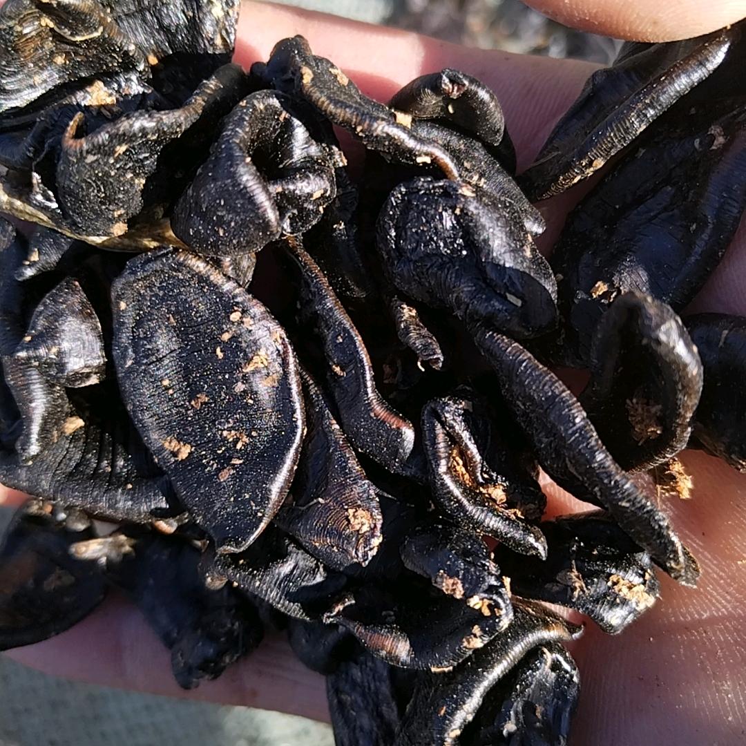 大庆水蛭，鸡头米，收购