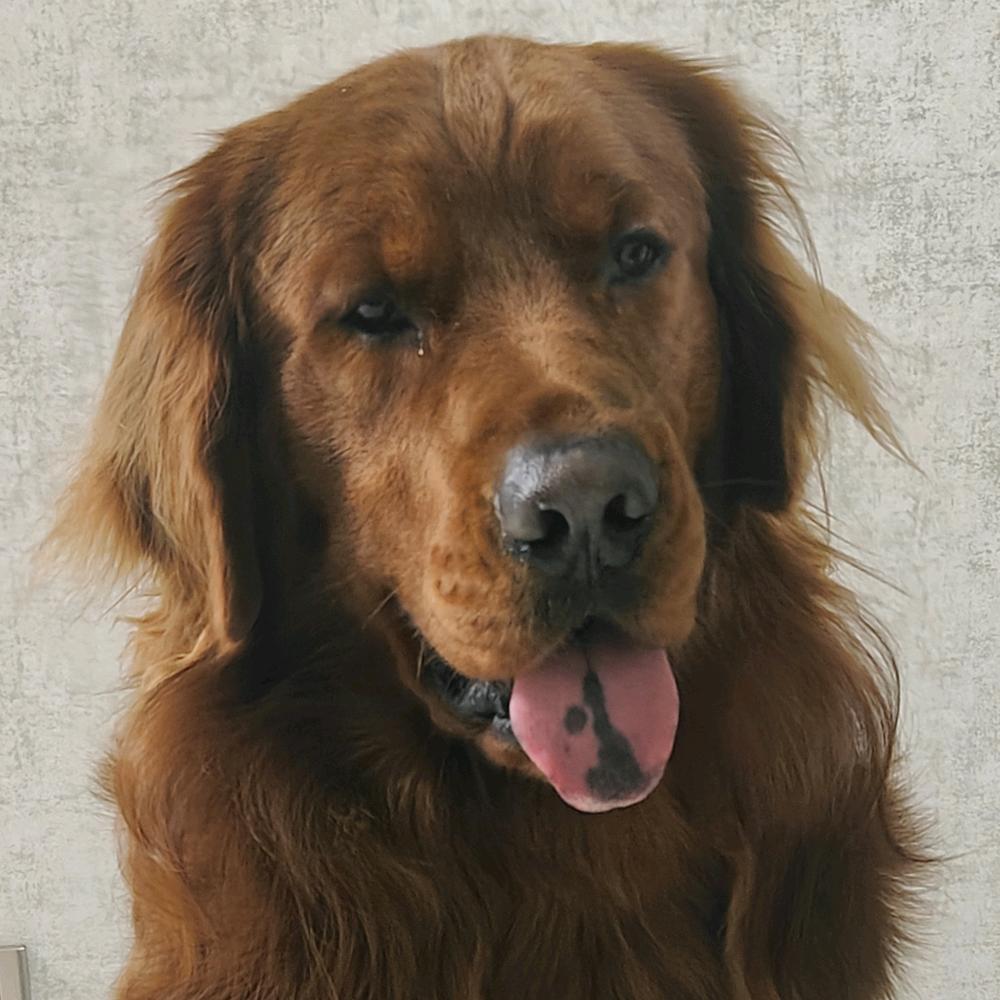 雪域孤狼【忠義堂】