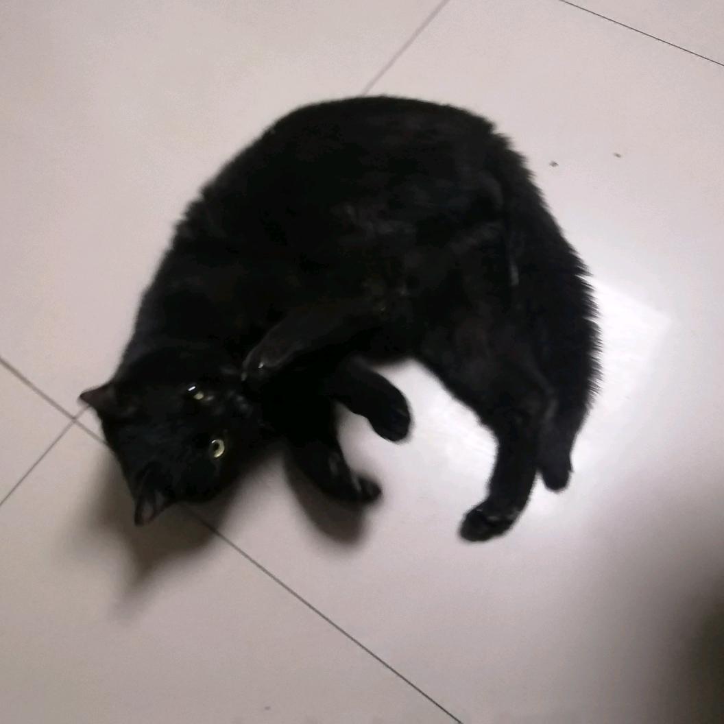 菜鸡程