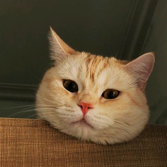 白茶清欢😺