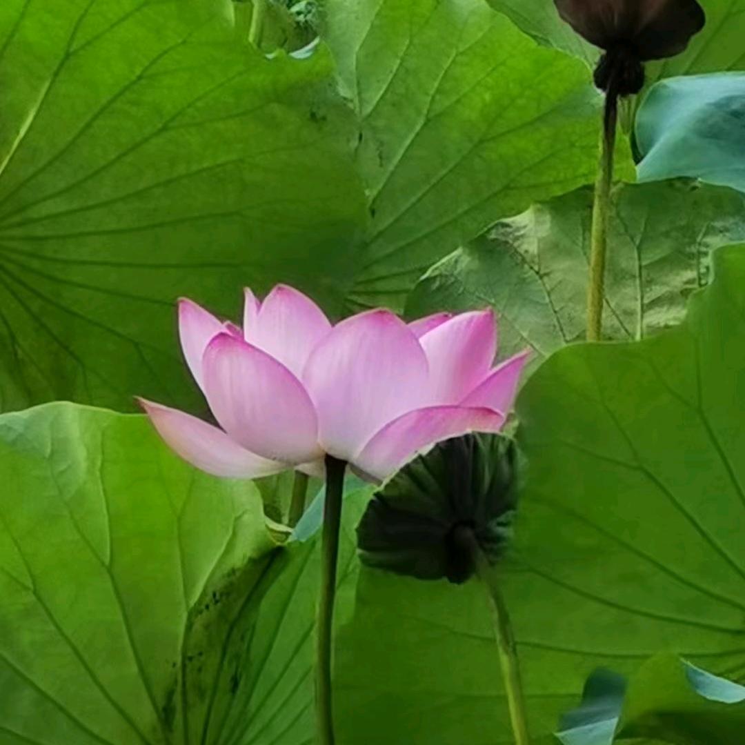 快乐天使