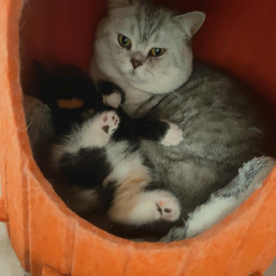 猪蹄和米线