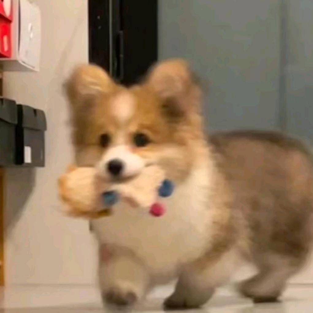 煎饼狗子IKL⁵