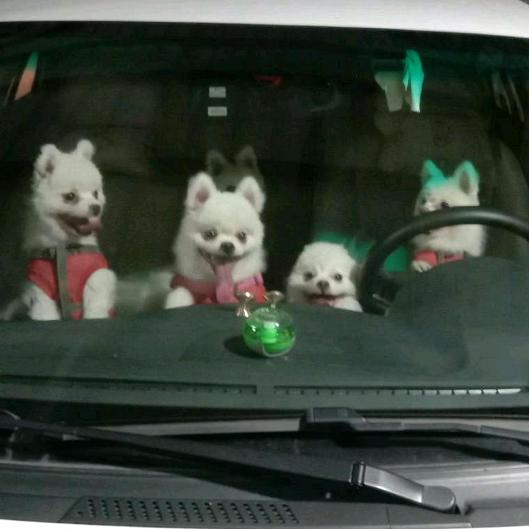 老七