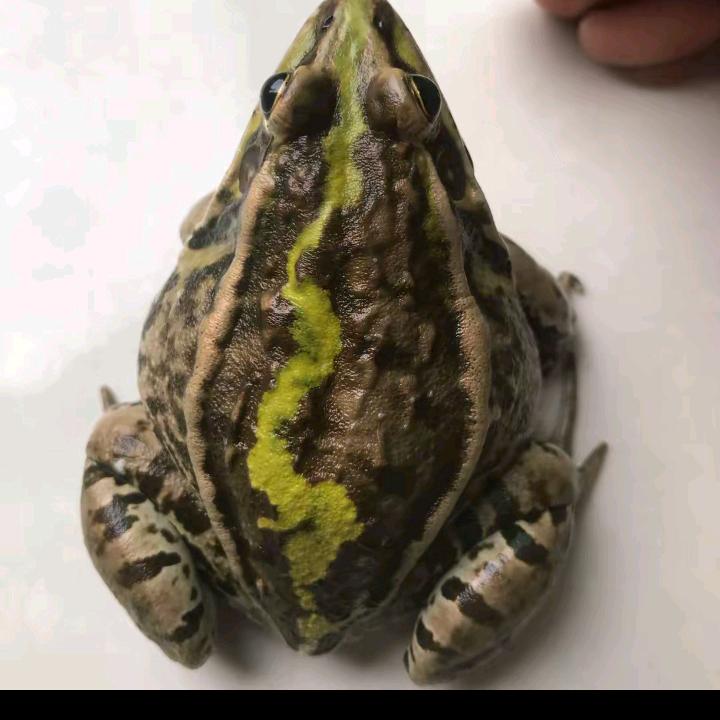 卖田鸡的，小田