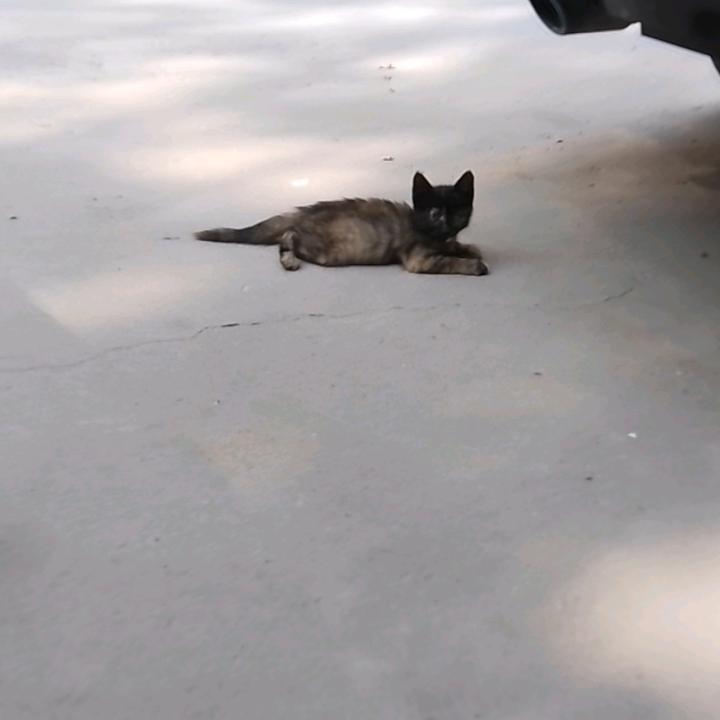 小白