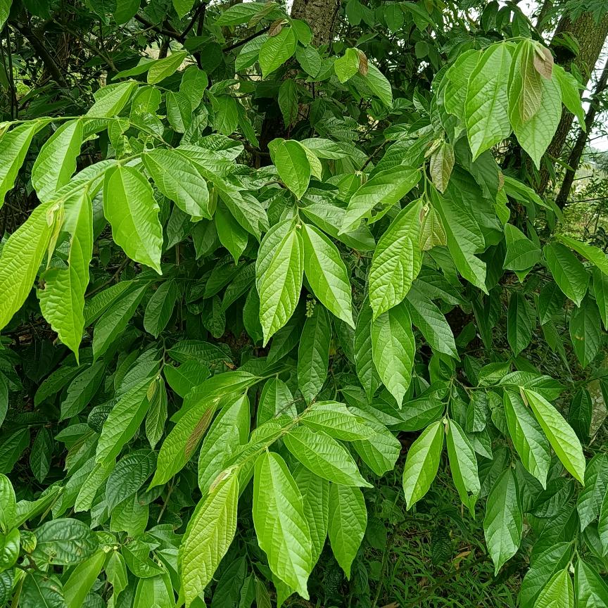 海南省收购布渣叶，山芝麻，了哥王，石菖蒲