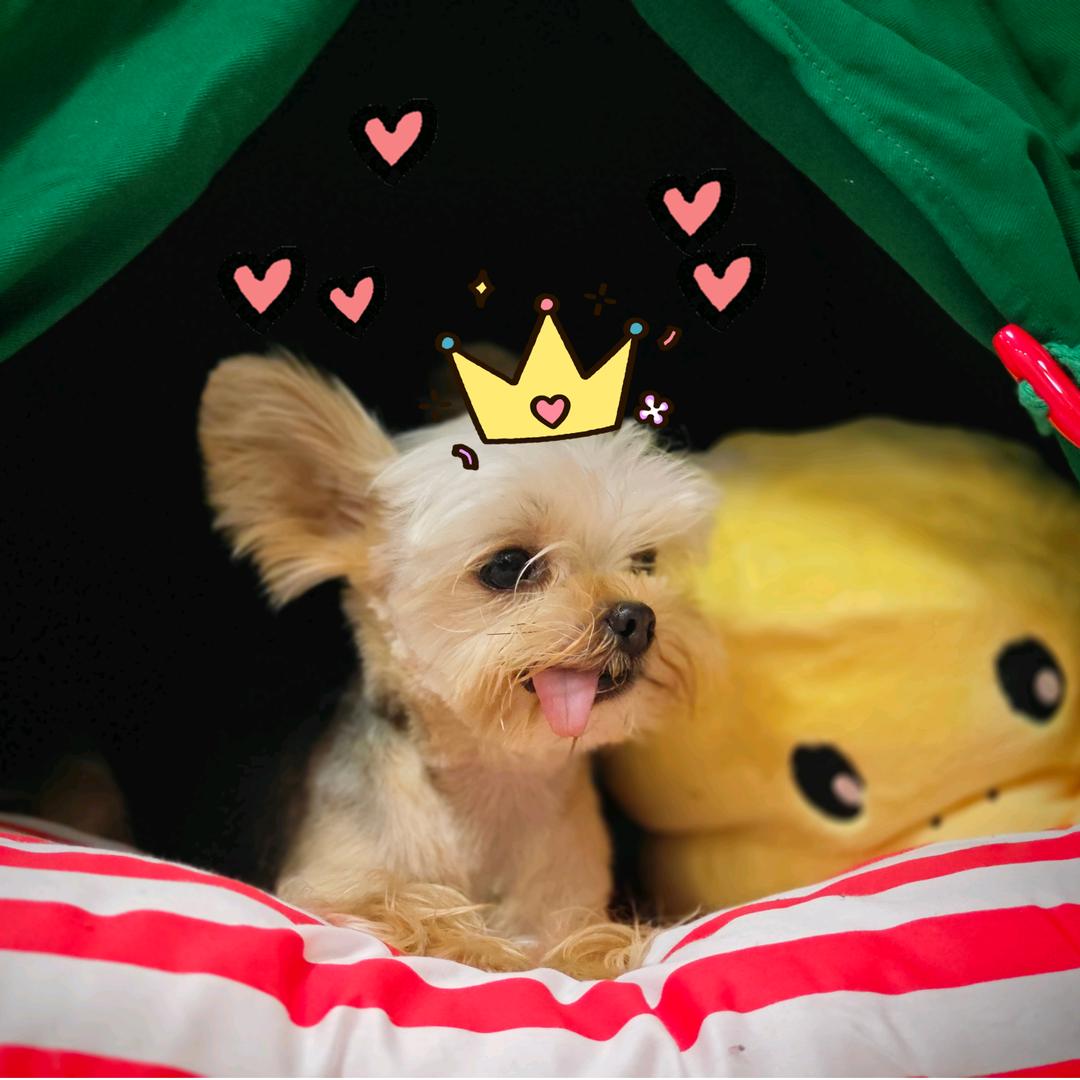 洛可的装修日记（老房重生）