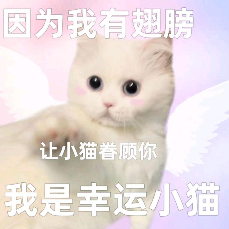 薯我最欧（单抽出隐藏版）