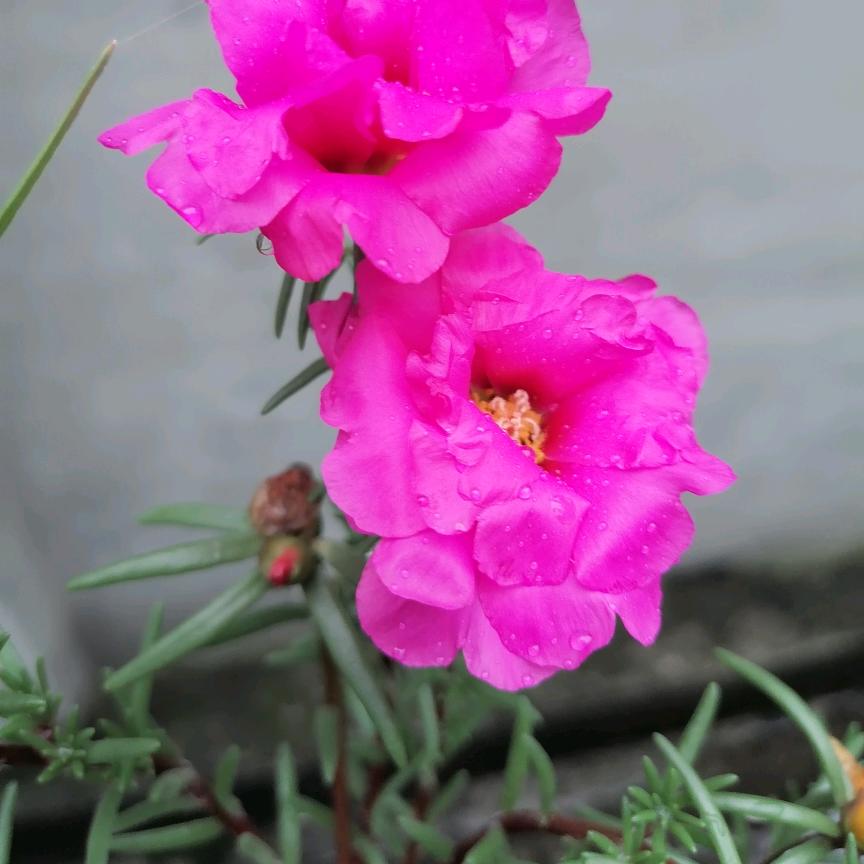 花施木兰