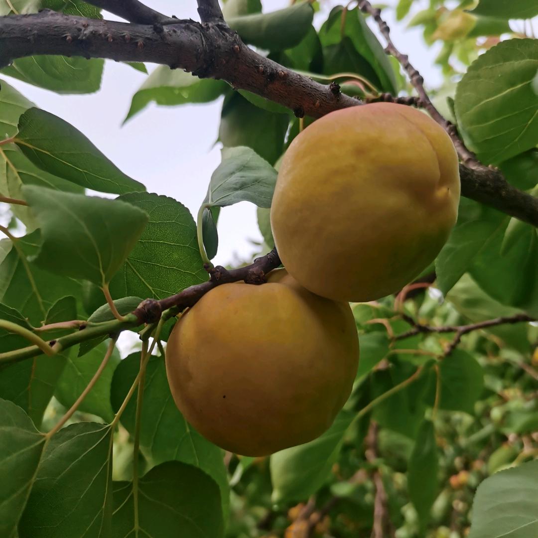 曳步舞～农民工